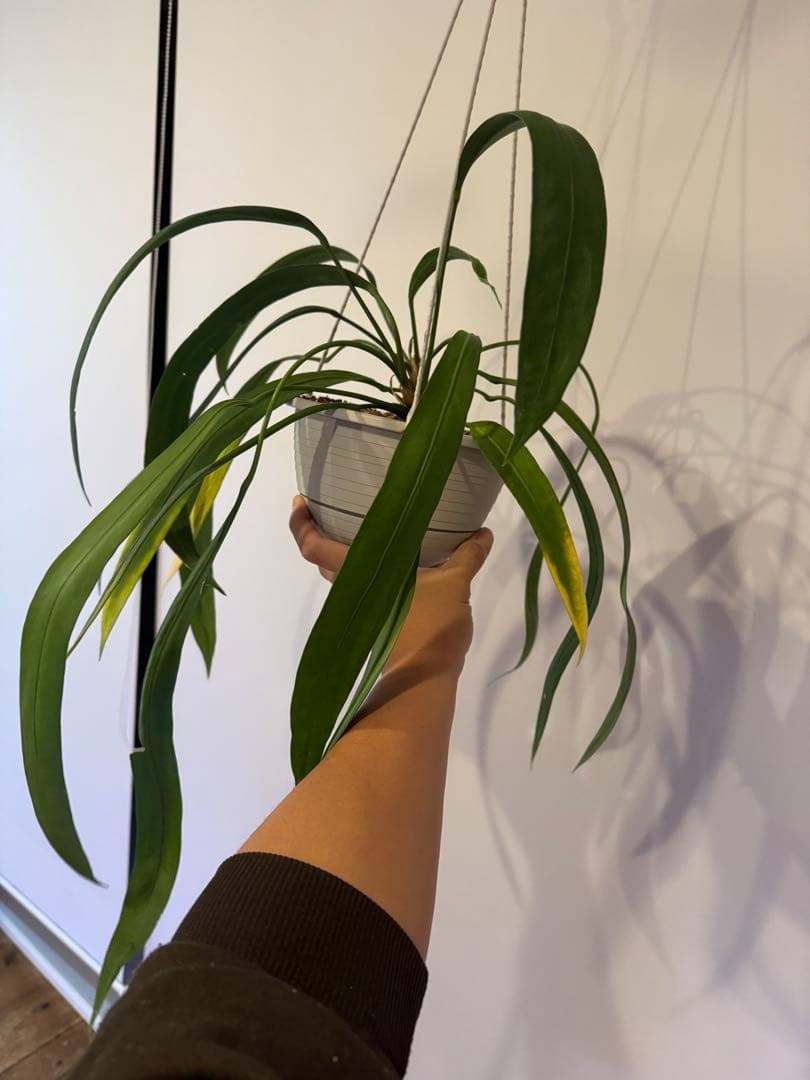 アンスリウム　ビッタリフォリウム②6号