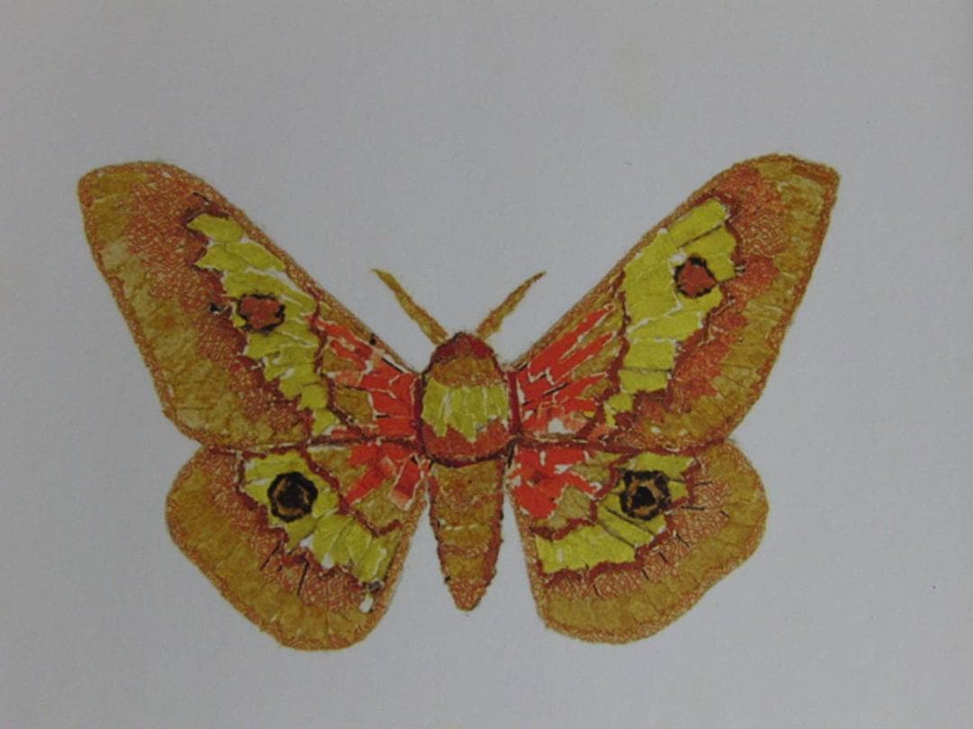 山下清、【蛾】、希少な額装用画集より、美品、日本人画家、新品額装付