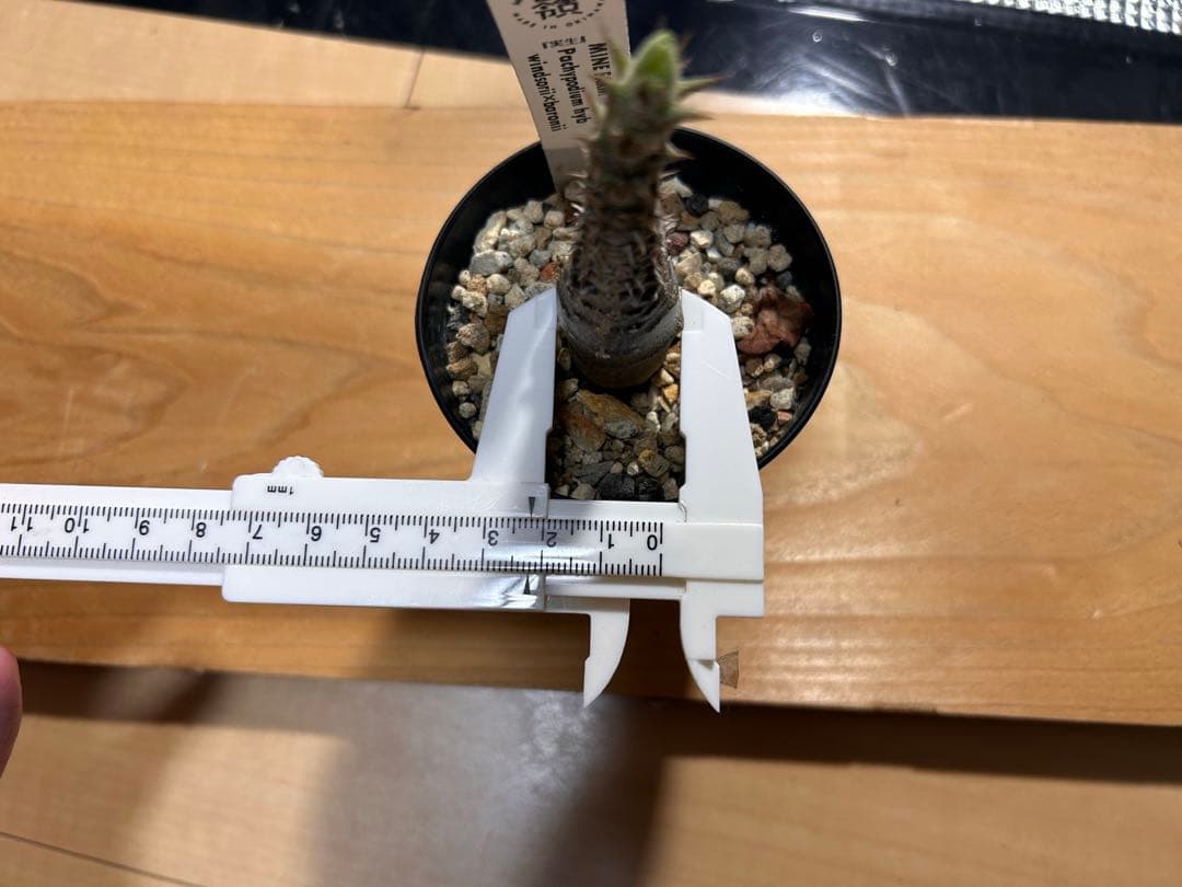 実生株　パキポディウム・ウィンゾリー