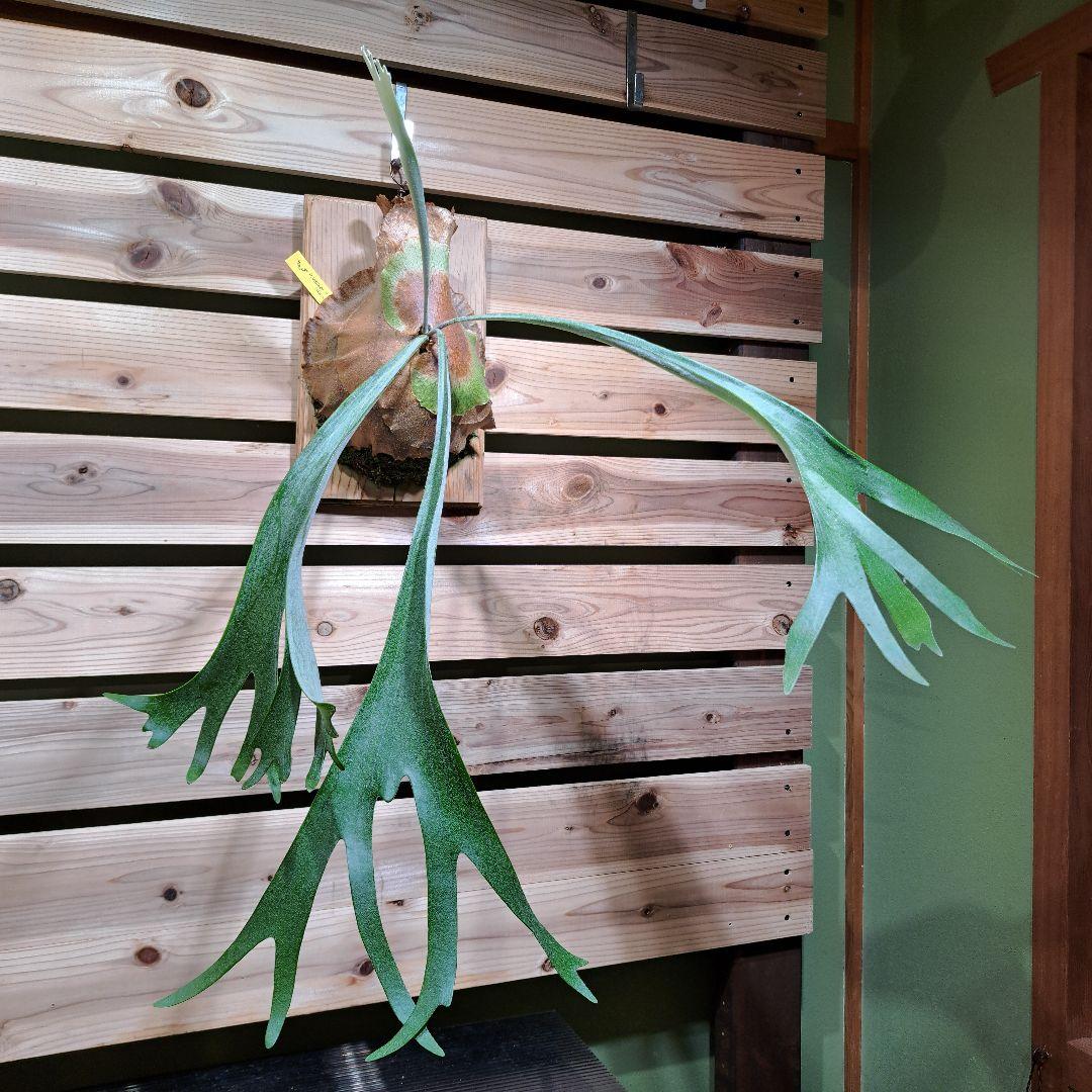 P.Vassei × veitchii TC【ビカクシダ　バッセイ×ベイチー】