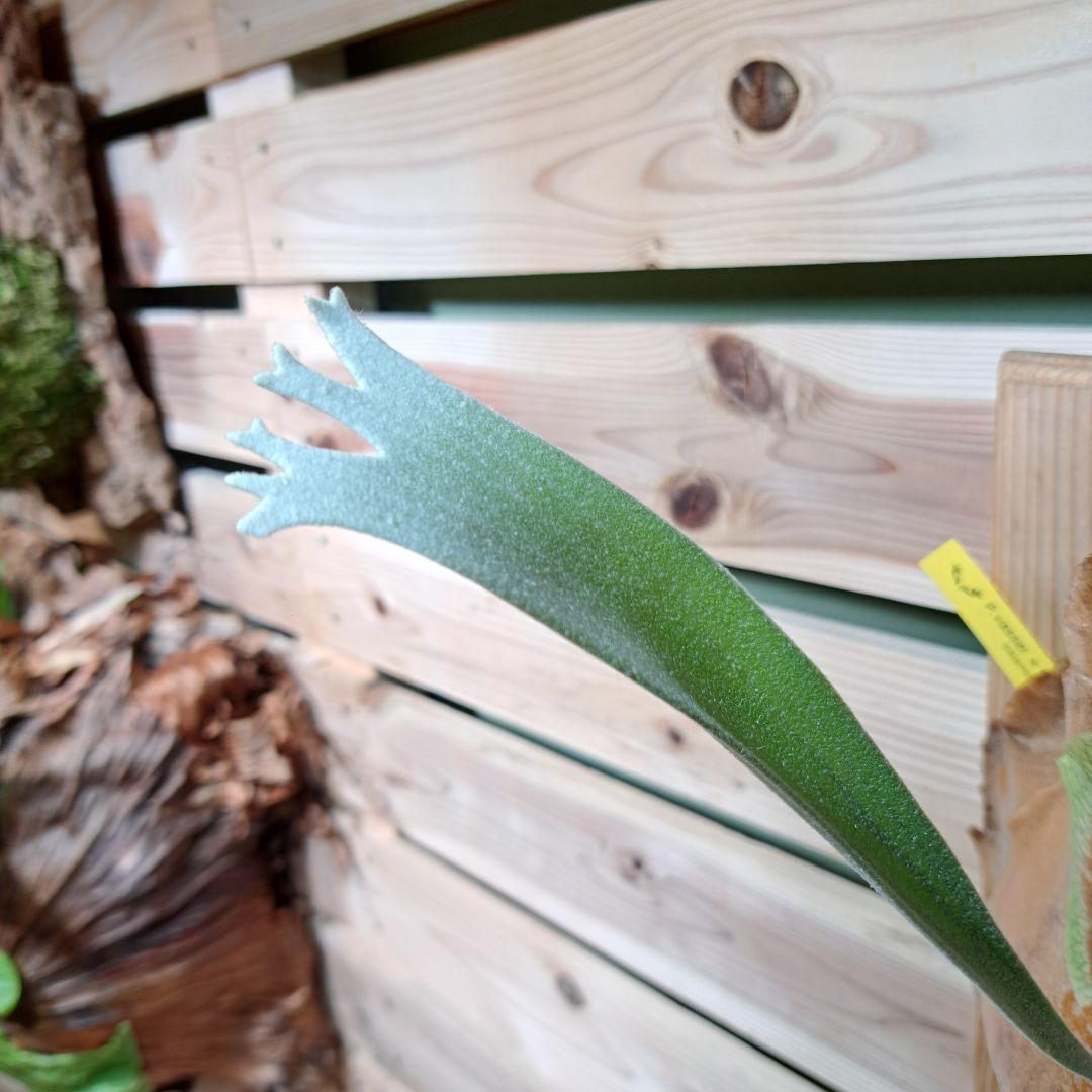 P.Vassei × veitchii TC【ビカクシダ　バッセイ×ベイチー】