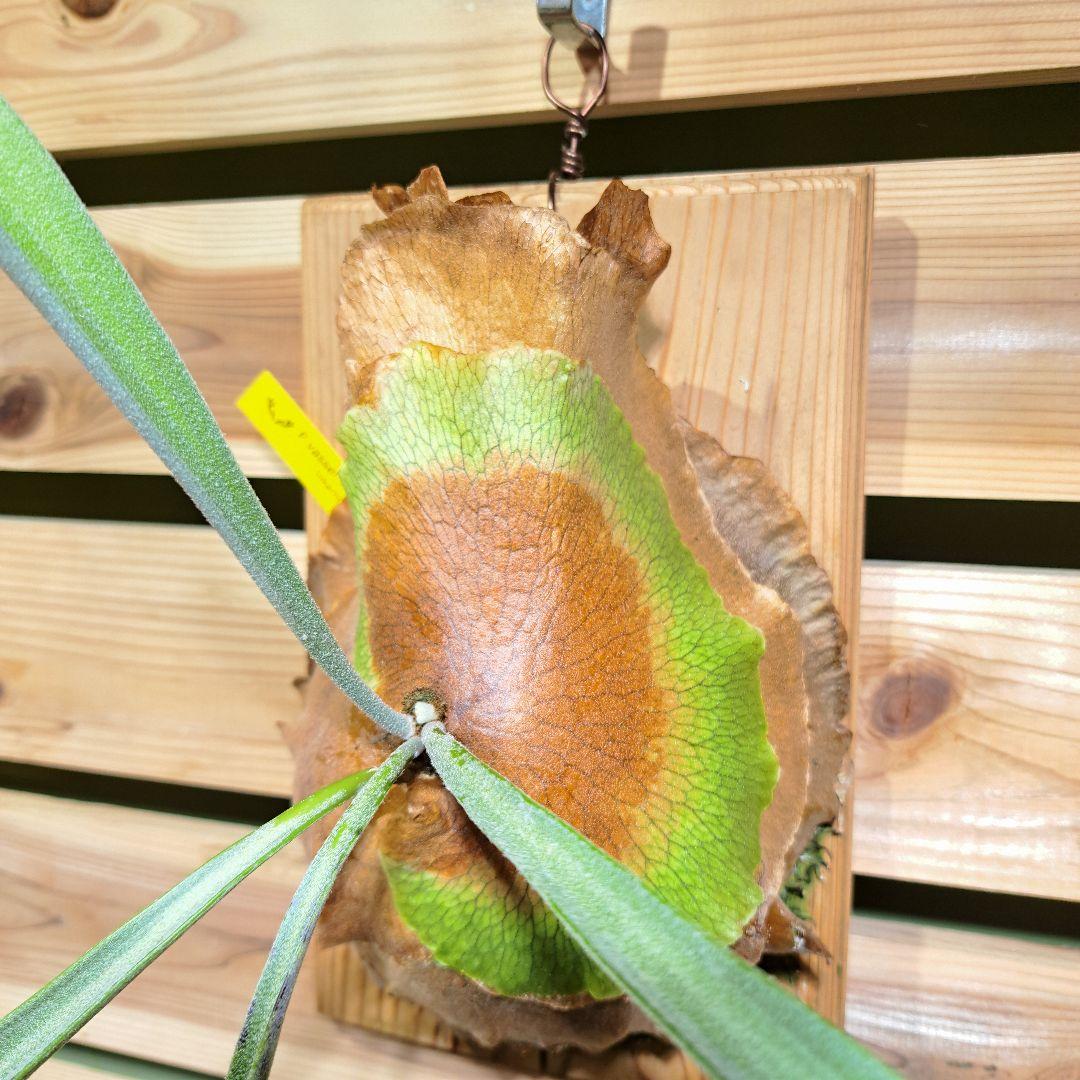 P.Vassei × veitchii TC【ビカクシダ　バッセイ×ベイチー】