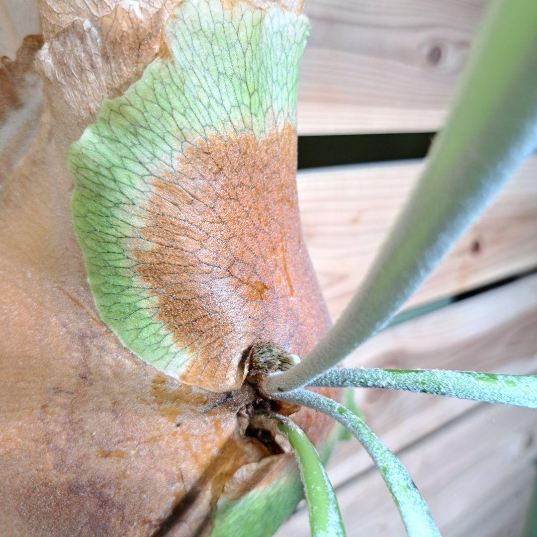 P.Vassei × veitchii TC【ビカクシダ　バッセイ×ベイチー】