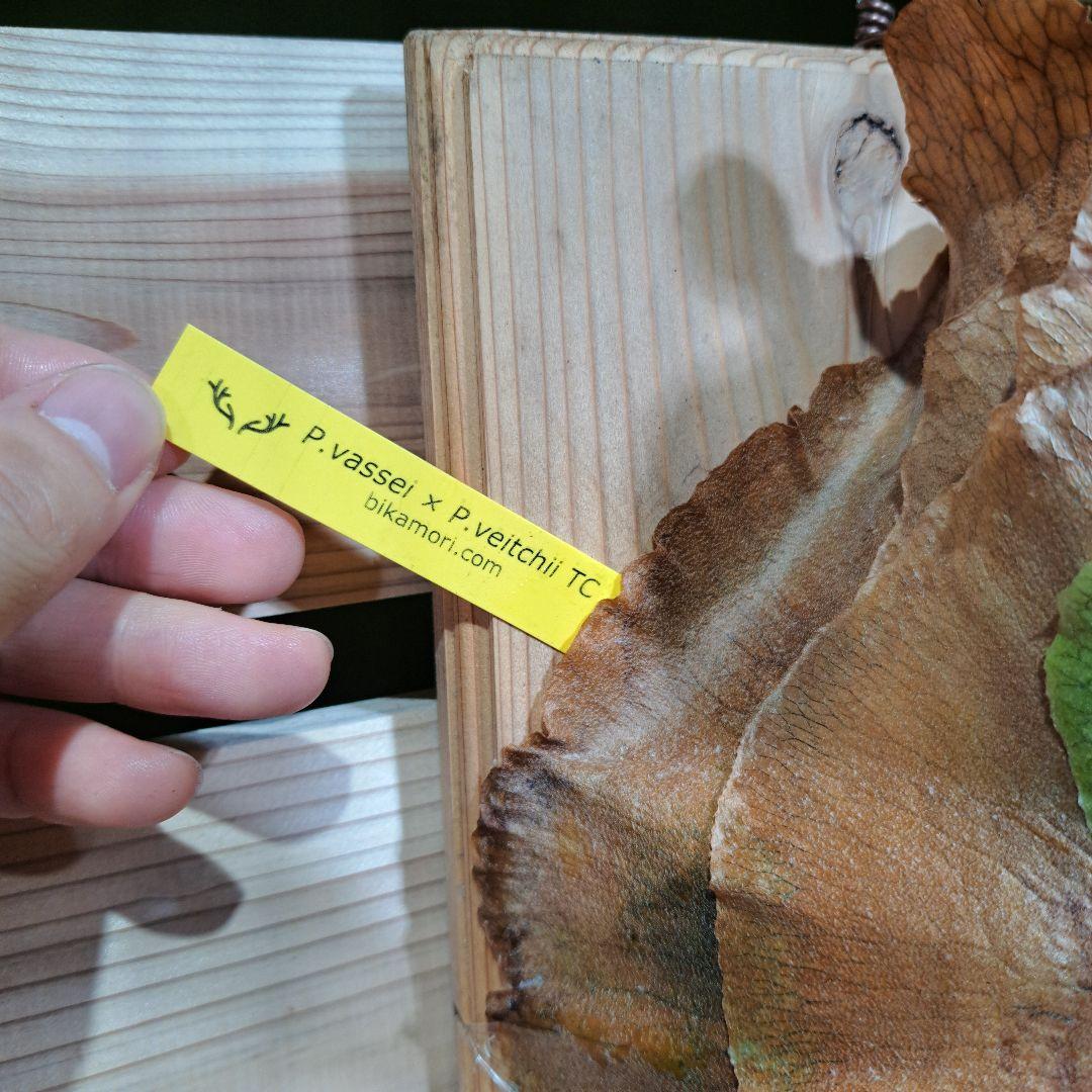 P.Vassei × veitchii TC【ビカクシダ　バッセイ×ベイチー】