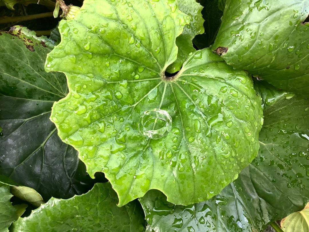 ✳一生物の開運守護石　ガネッシュヒマール水晶くりぬきリング　本物鑑定ソーティング