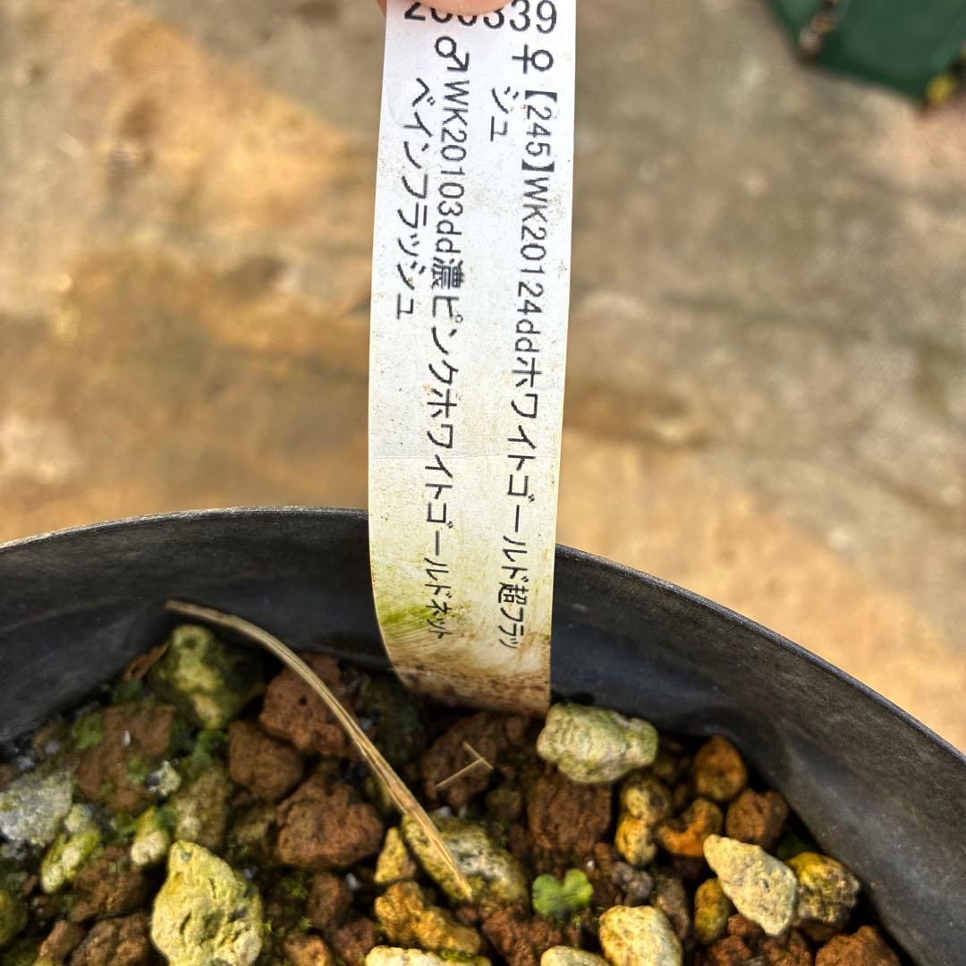 クリスマスローズ　加藤農園　ベインスポット　ピンク　オーレア　ゴールド６寸