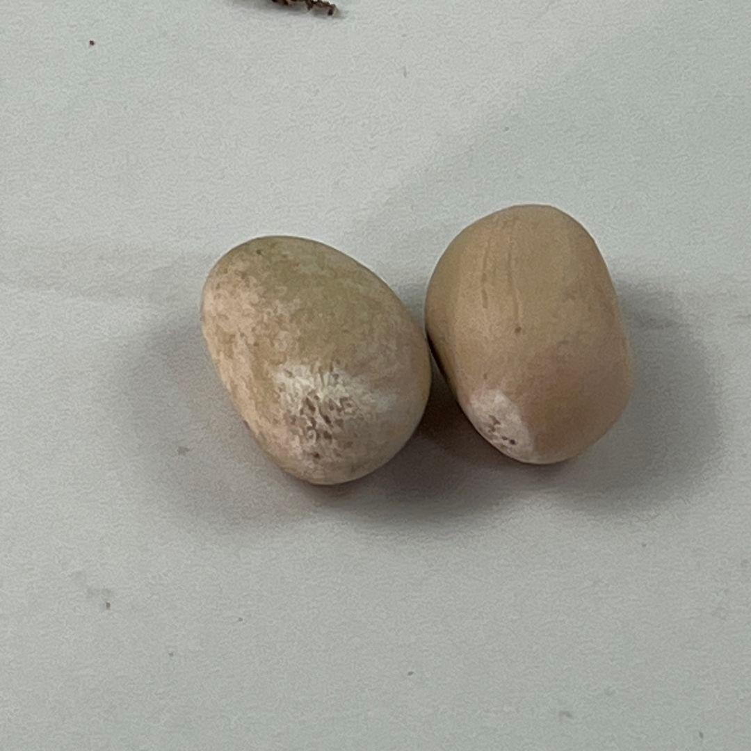 E44エンセファラルトス・ホリダス 種子2粒