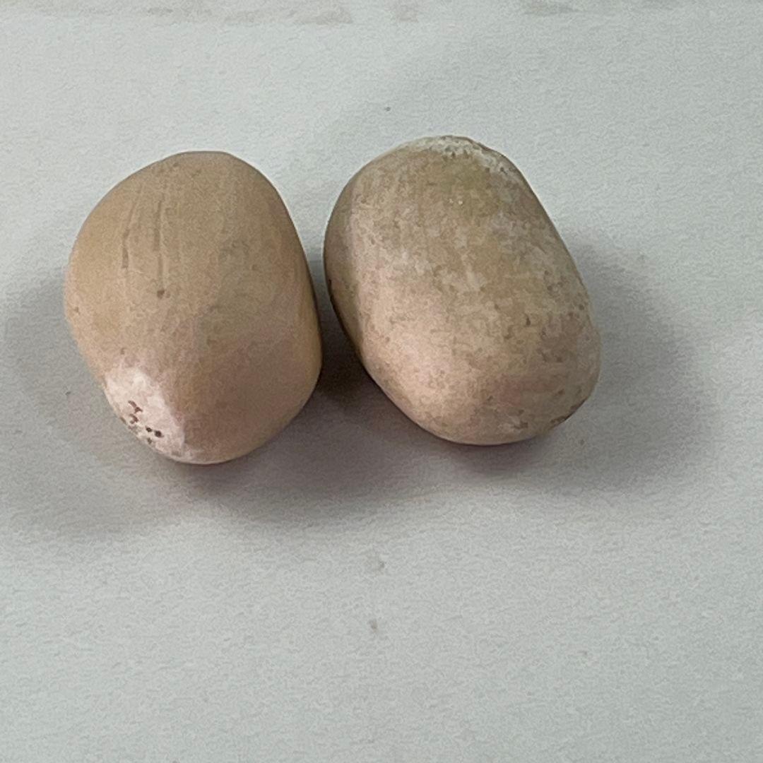 E44エンセファラルトス・ホリダス 種子2粒