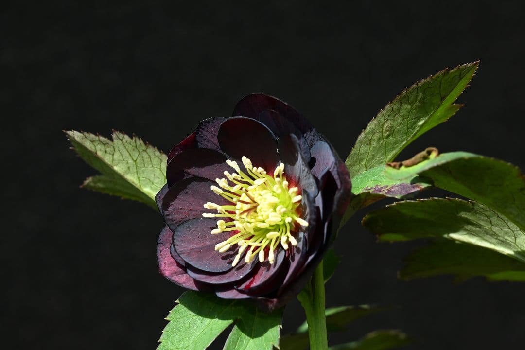 クリスマスローズ　ddタークパープル　ソフトカップ咲き　加藤農園