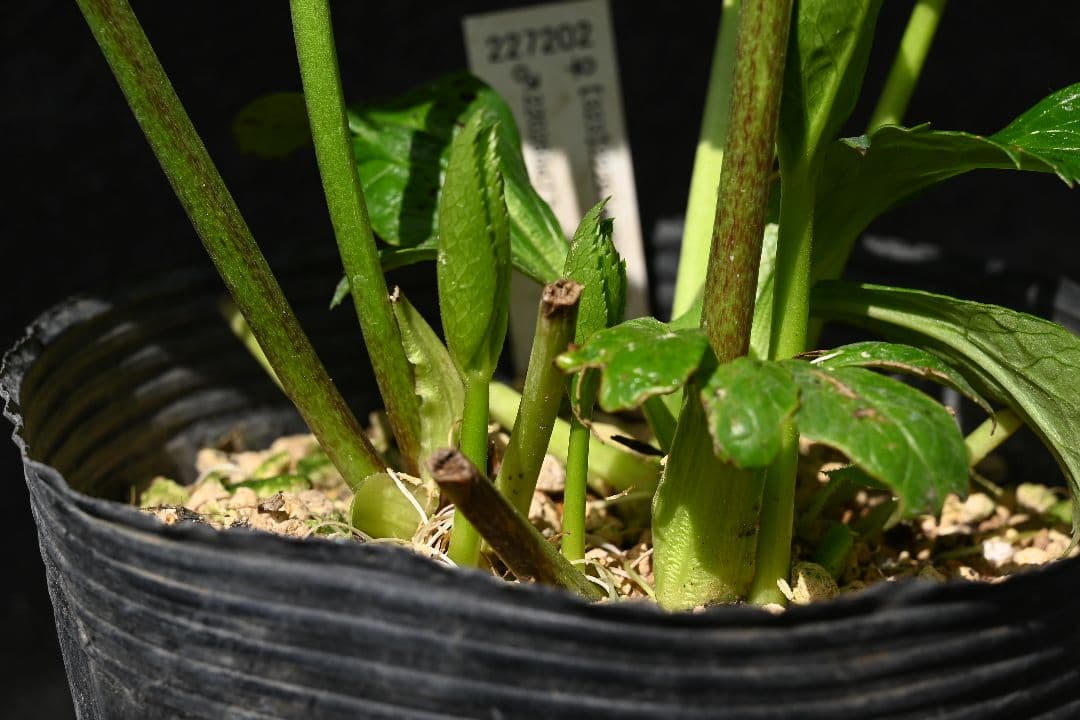 クリスマスローズ　ddタークパープル　ソフトカップ咲き　加藤農園