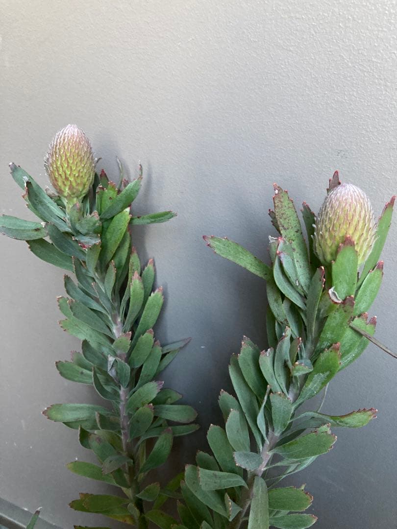 花芽付　リューコスペルマム　カーニバル