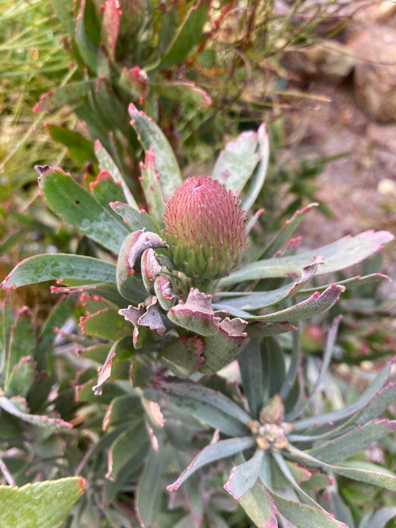 花芽付　リューコスペルマム　カーニバル