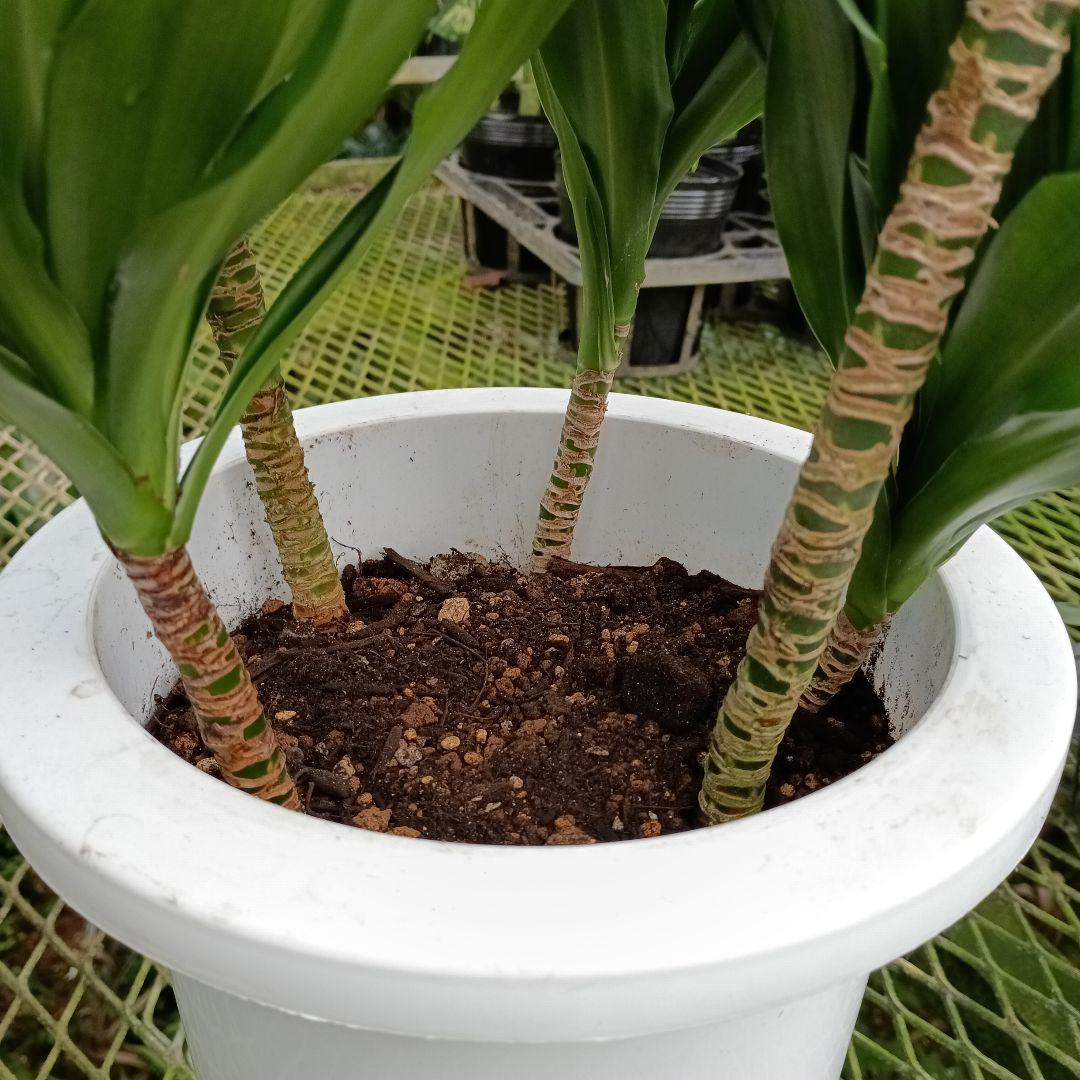 ドラセナ　コンパクタ　2026/03/01