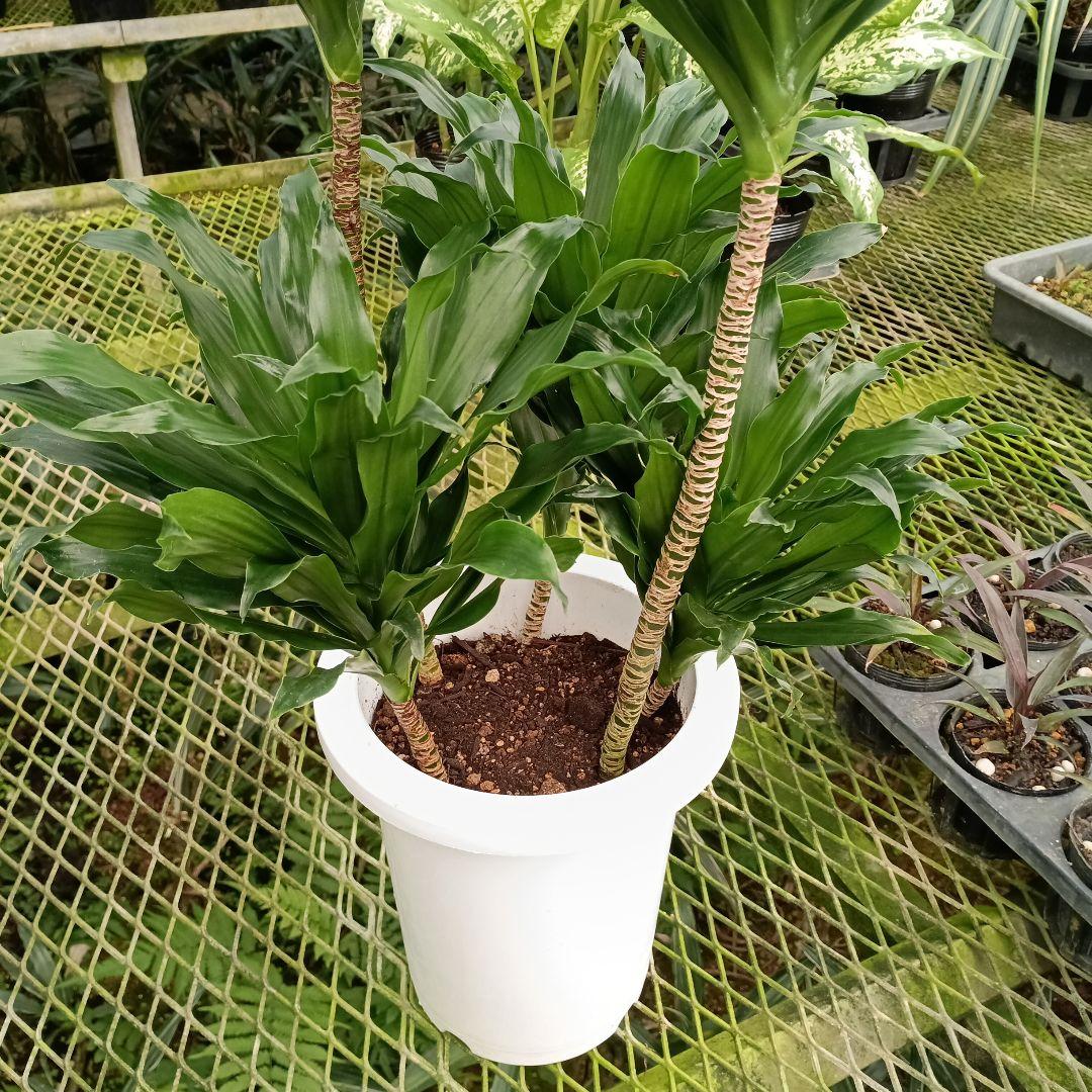 ドラセナ　コンパクタ　2026/03/01