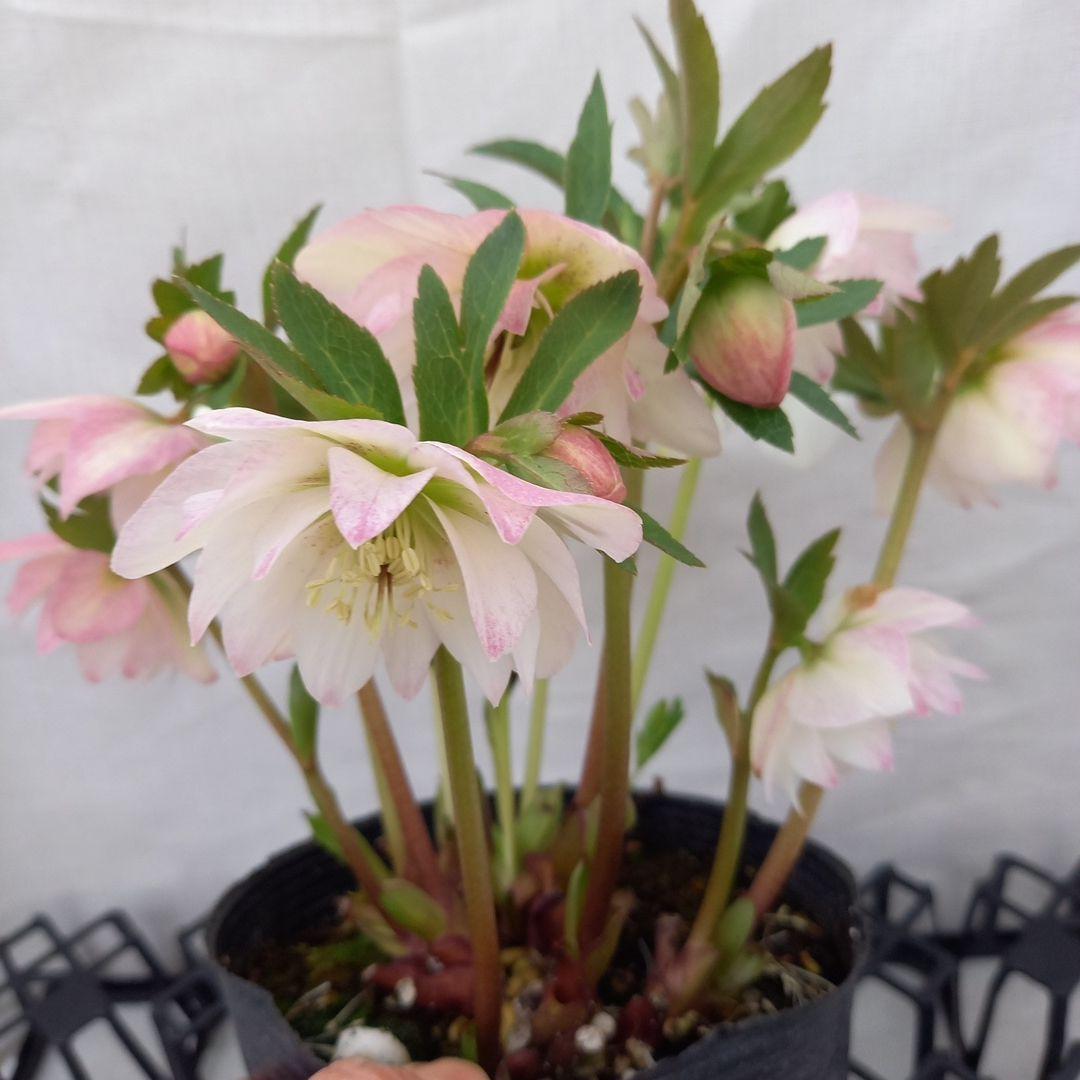 専用、優しい花色♪2種植え♪クリスマスローズ、大苗、開花株