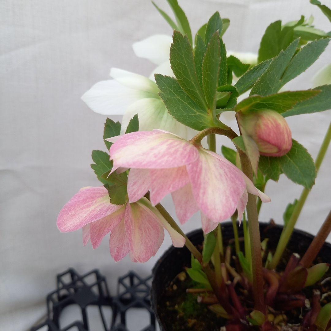 専用、優しい花色♪2種植え♪クリスマスローズ、大苗、開花株