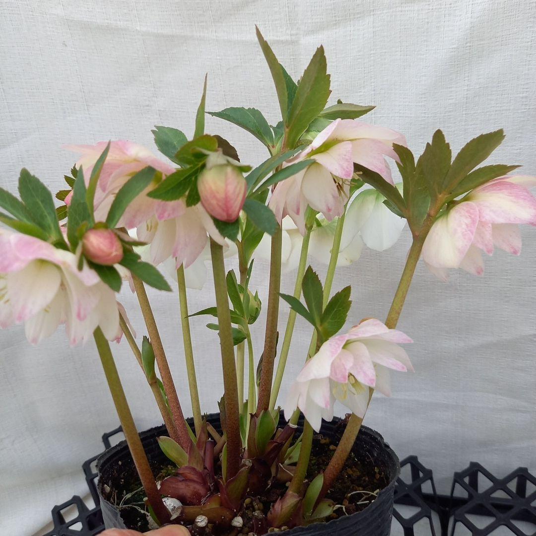 専用、優しい花色♪2種植え♪クリスマスローズ、大苗、開花株