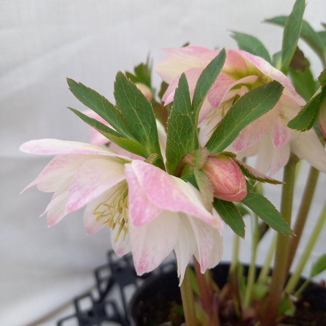 専用、優しい花色♪2種植え♪クリスマスローズ、大苗、開花株