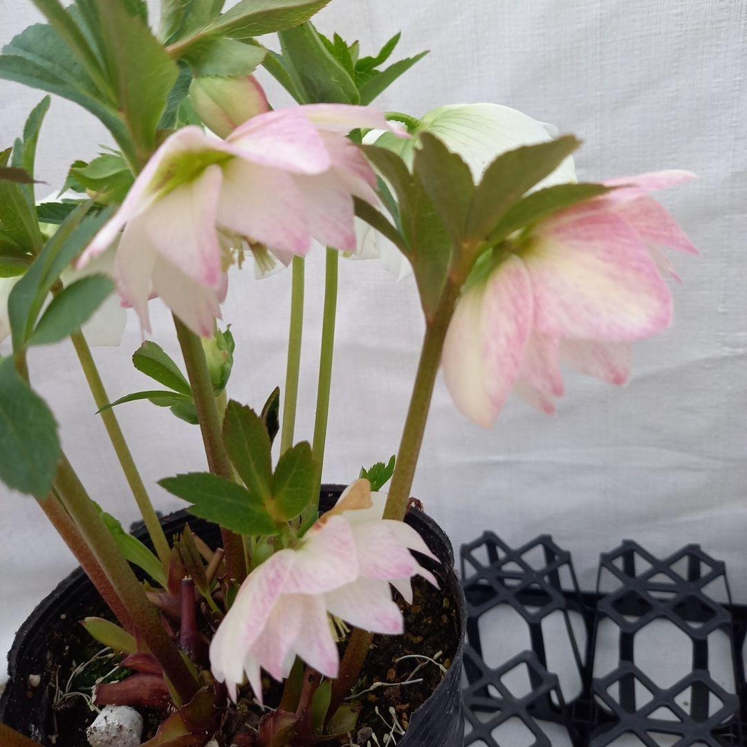 専用、優しい花色♪2種植え♪クリスマスローズ、大苗、開花株