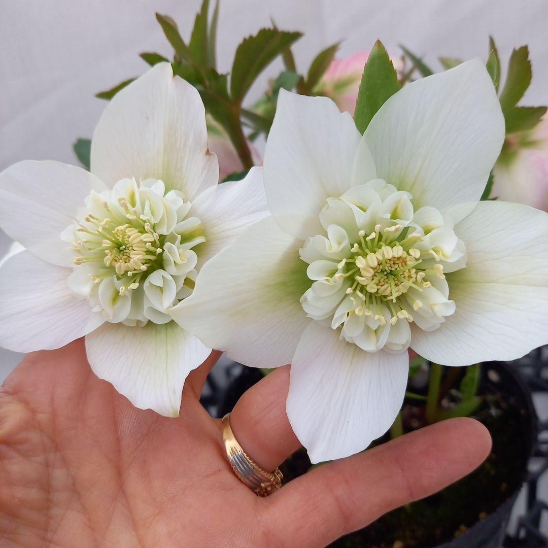 専用、優しい花色♪2種植え♪クリスマスローズ、大苗、開花株