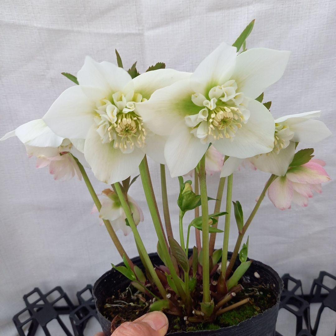 専用、優しい花色♪2種植え♪クリスマスローズ、大苗、開花株