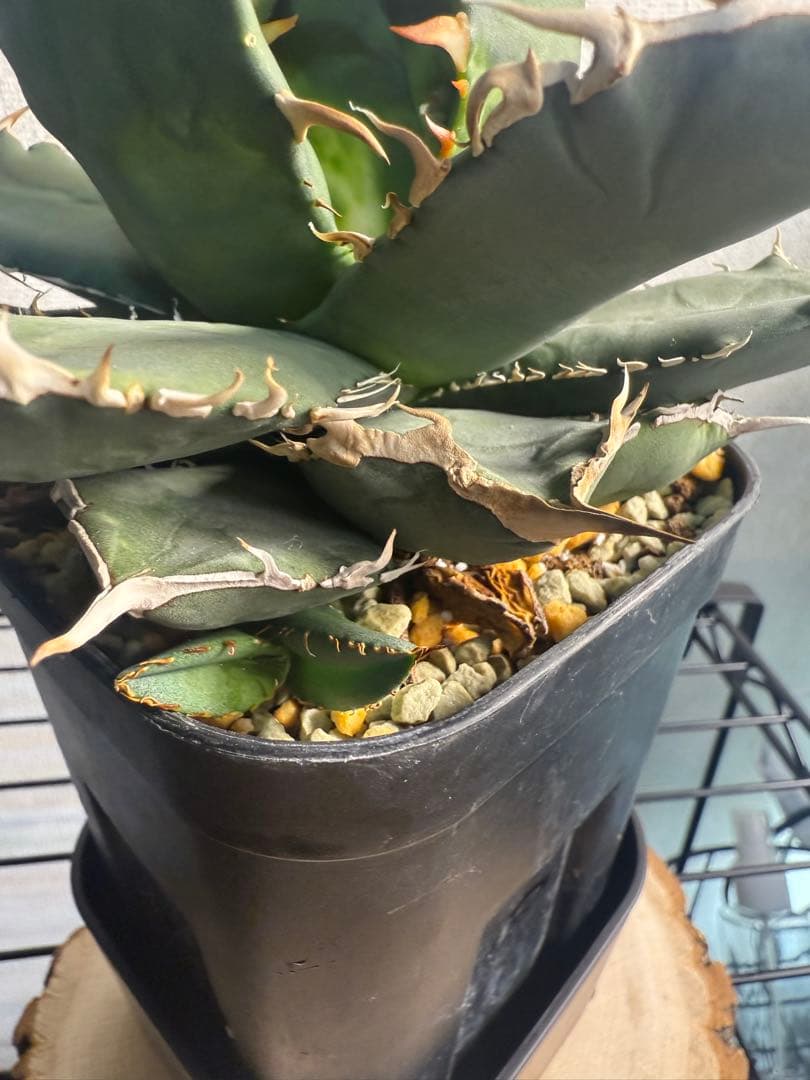 親株出品　アガベ　チタノタ　烈焔　抜き苗発送