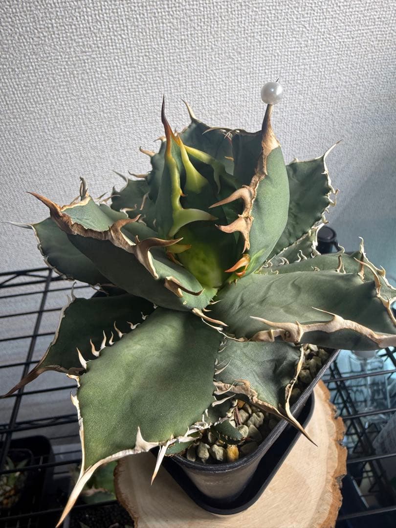 親株出品　アガベ　チタノタ　烈焔　抜き苗発送