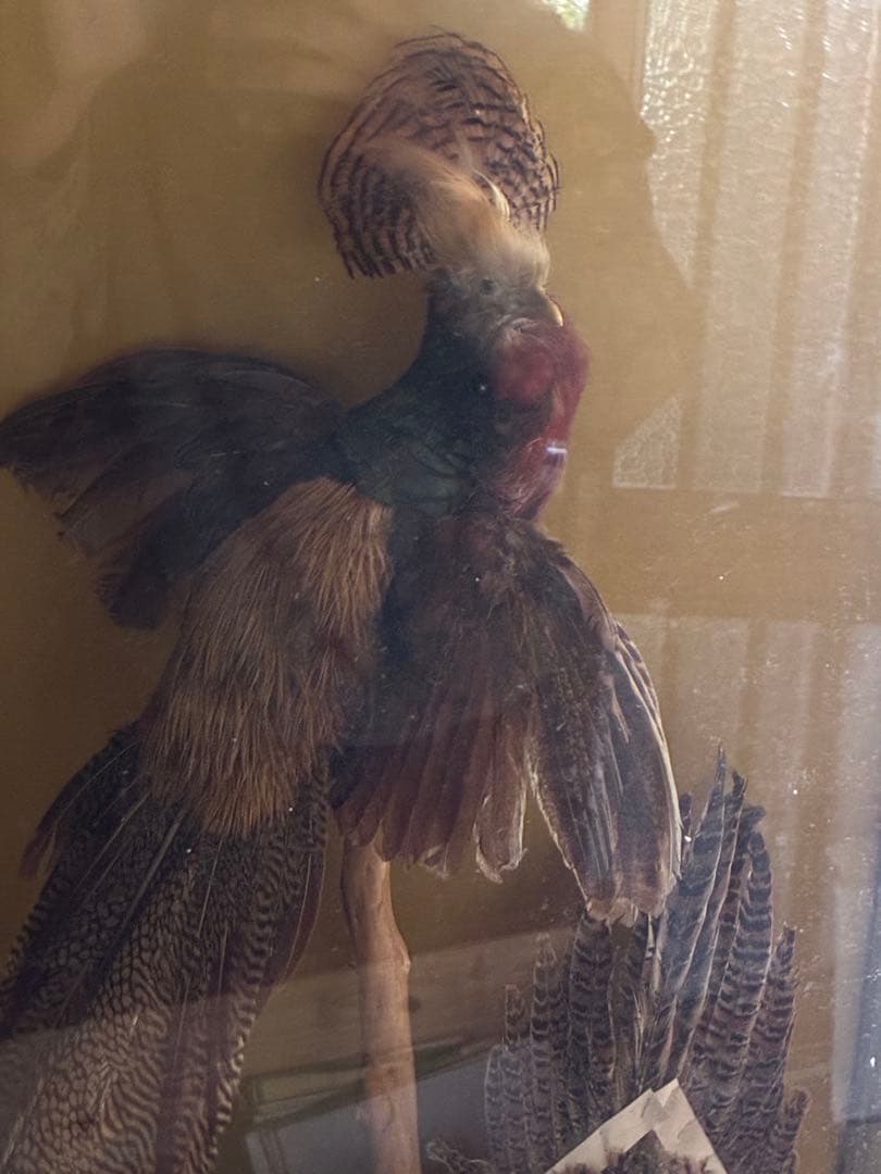 錦鶏高麗鶏 二羽 美しいディスプレイ用