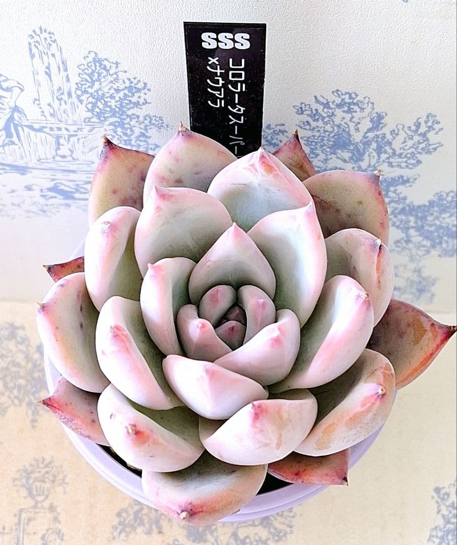 コロラータスーパーW×ナウアラ札付きポットごとメルカリ便SSSさん苗