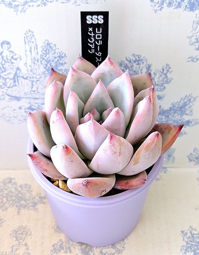 コロラータスーパーW×ナウアラ札付きポットごとメルカリ便SSSさん苗