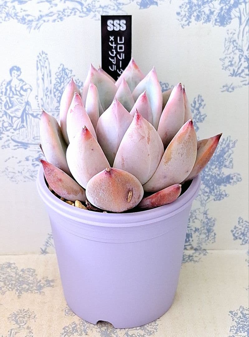 コロラータスーパーW×ナウアラ札付きポットごとメルカリ便SSSさん苗