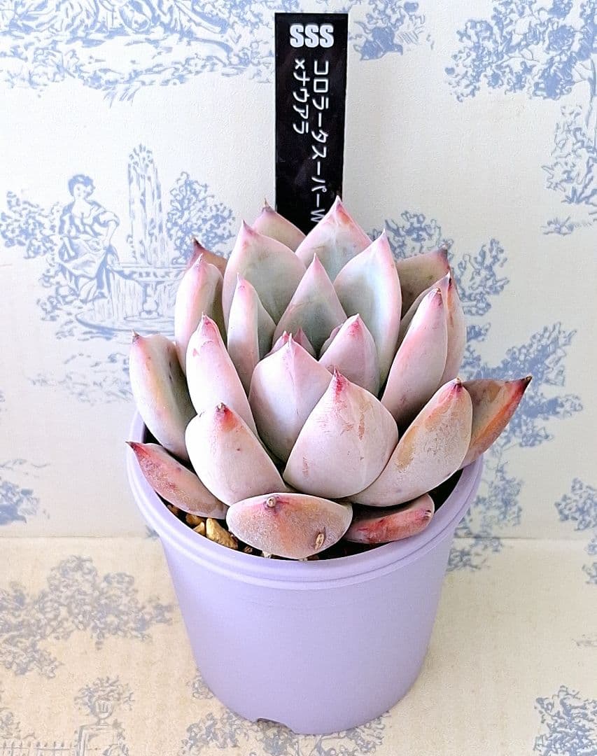 コロラータスーパーW×ナウアラ札付きポットごとメルカリ便SSSさん苗