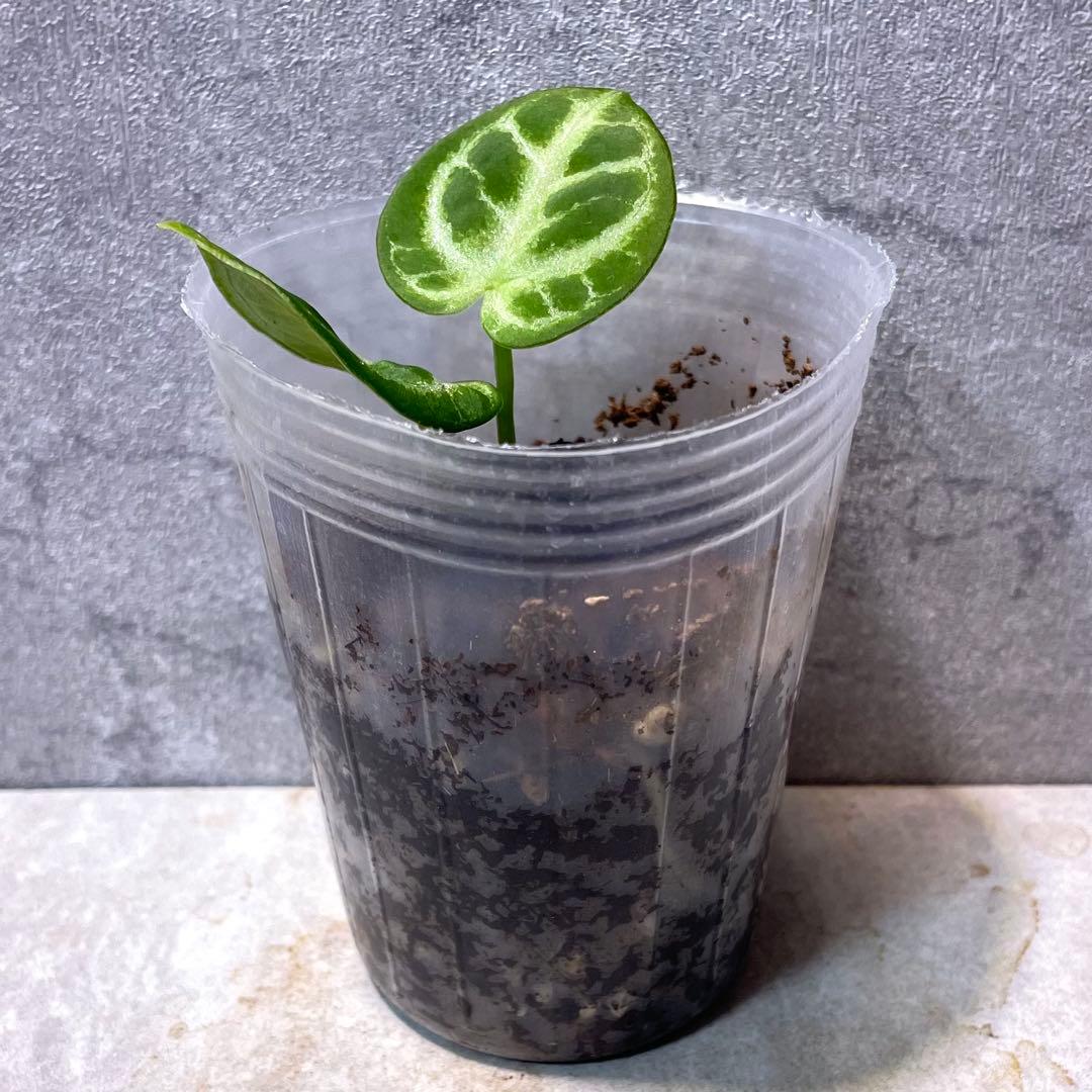 【在庫僅か】アンスリウム シルバーバタフライ silver butterfly