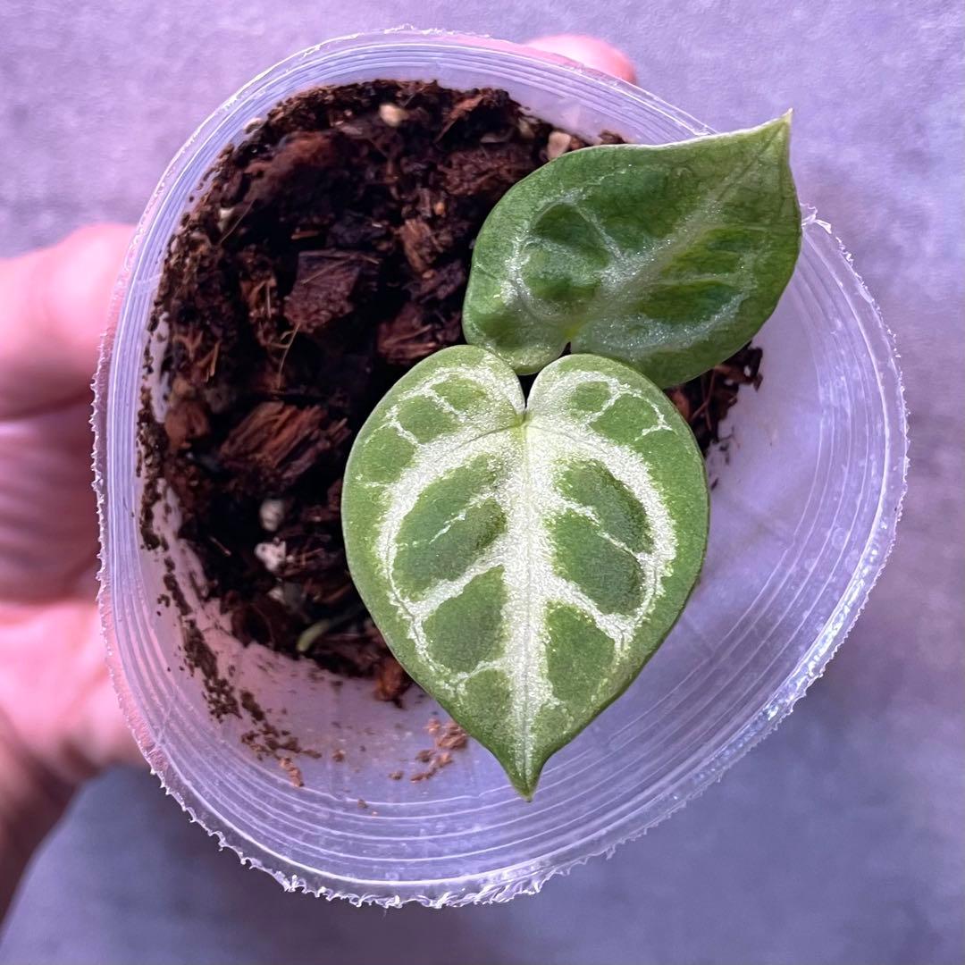 【在庫僅か】アンスリウム シルバーバタフライ silver butterfly