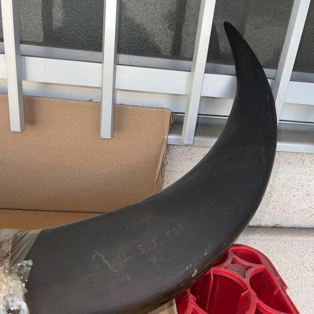 水牛 角 ツノ オブジェ インテリア 彫刻 1962年