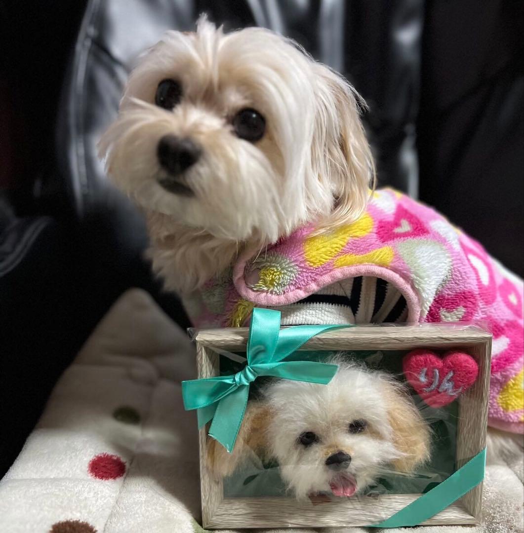 わんこ限定　わたわたペット　うちの子プレート　羊毛フェルト作品