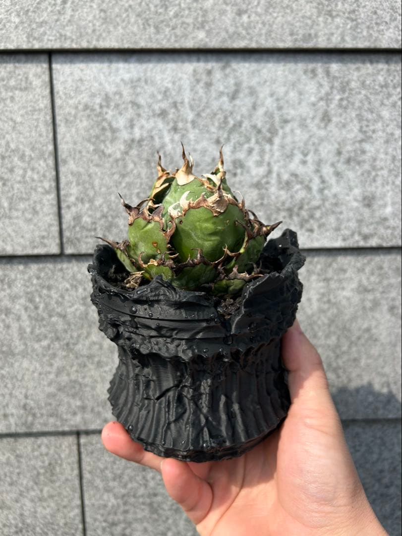 RUINS 3Dプリンター鉢　7号鉢　作家鉢　アガベ　コーデックス