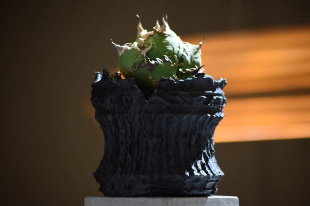 RUINS 3Dプリンター鉢　7号鉢　作家鉢　アガベ　コーデックス