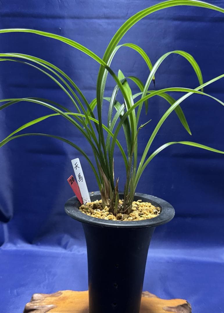 【寒蘭】天馬（花芽付き）