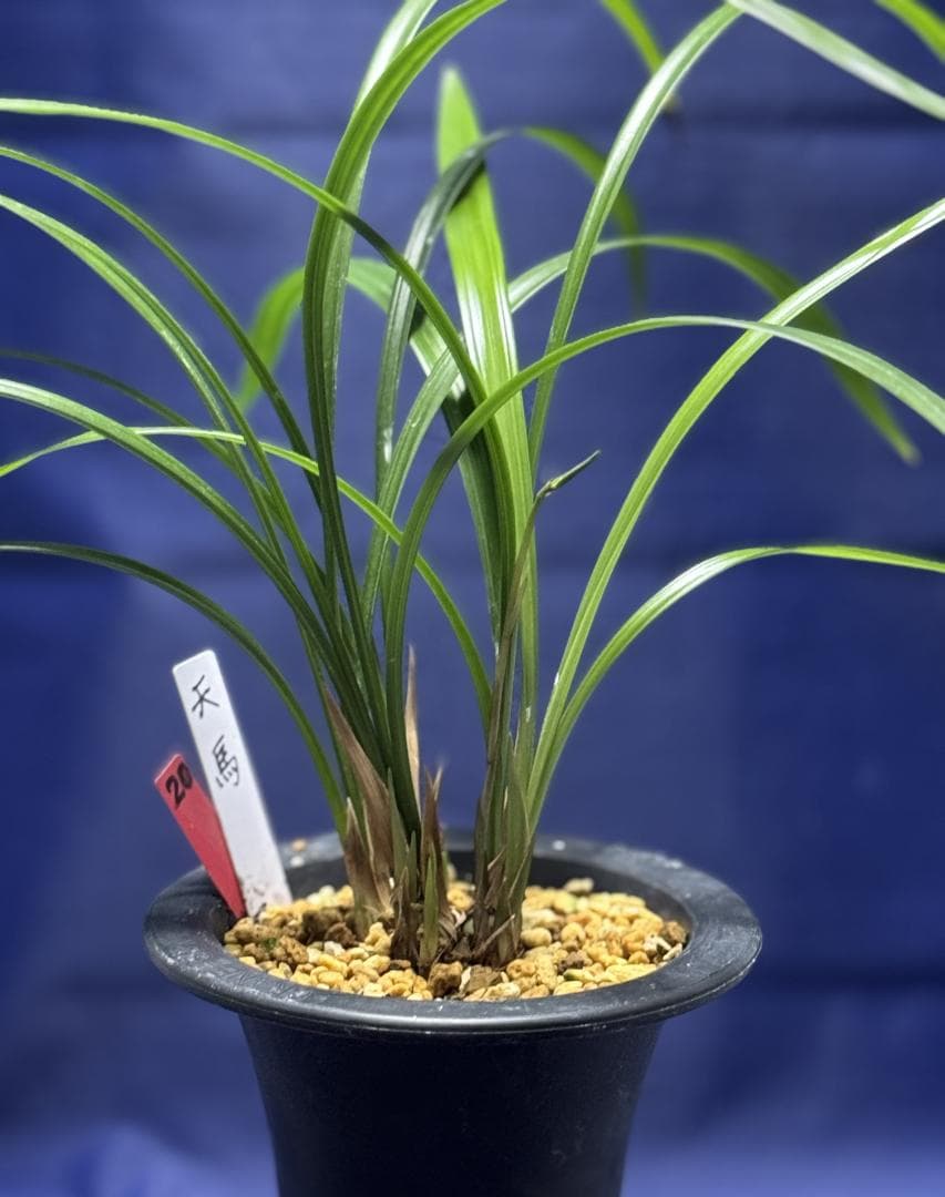 【寒蘭】天馬（花芽付き）