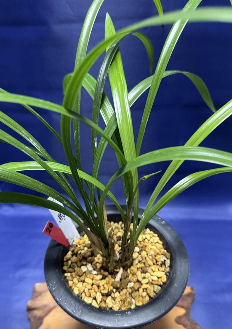 【寒蘭】天馬（花芽付き）