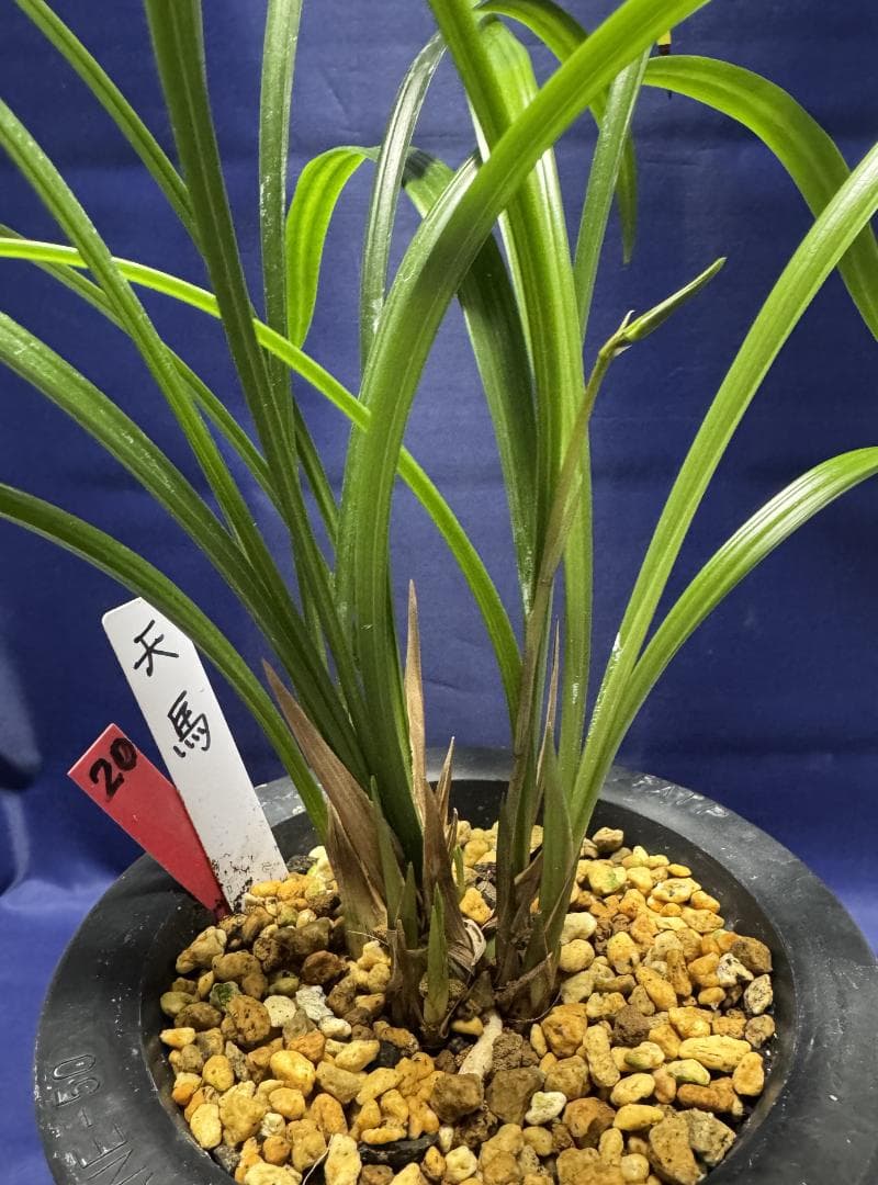 【寒蘭】天馬（花芽付き）