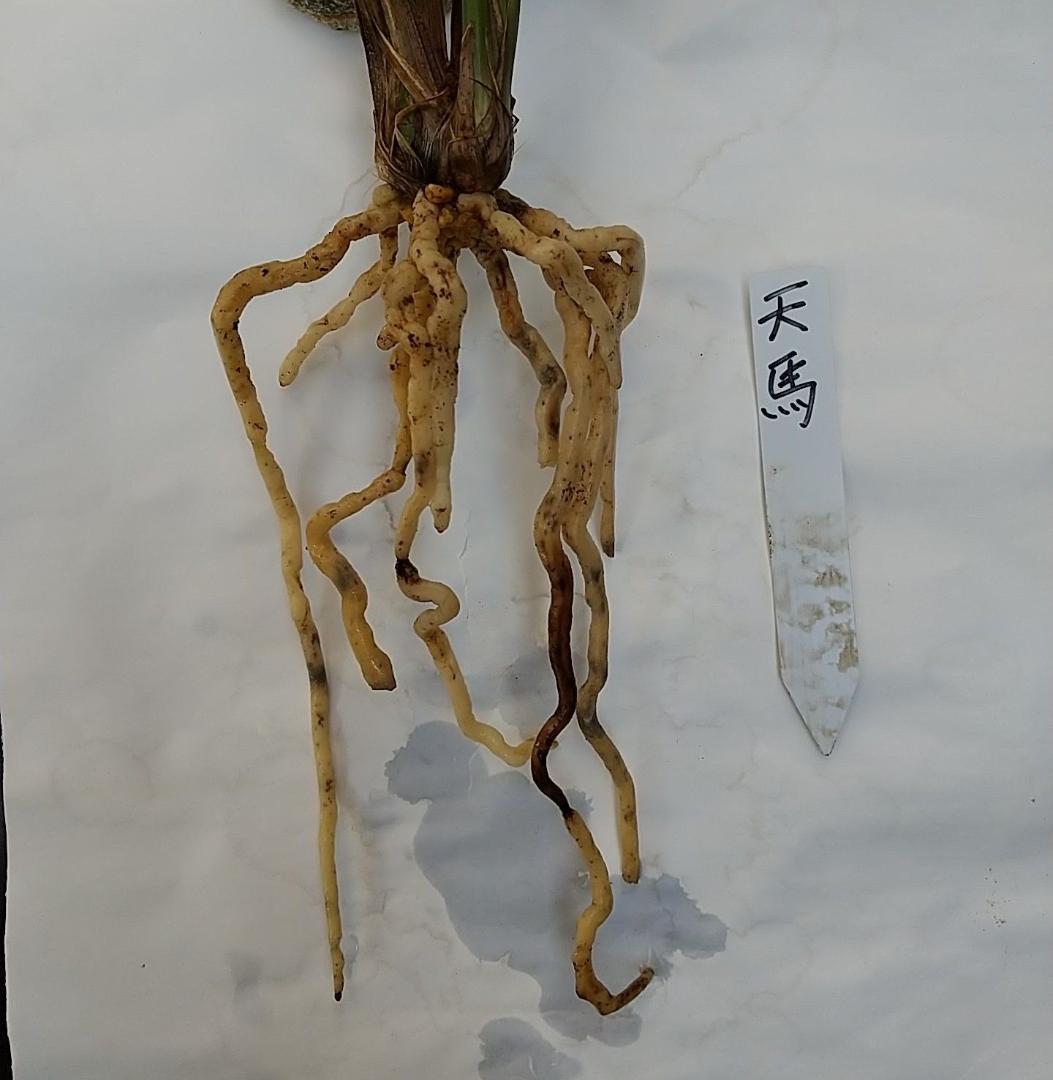 【寒蘭】天馬（花芽付き）