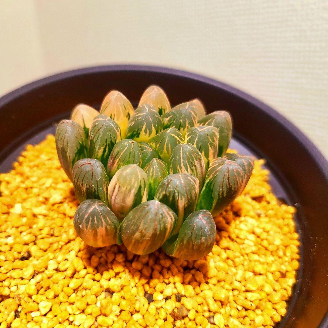 丸葉オブツーサ錦 親株 極上株 多肉植物 ハオルチア アロエ