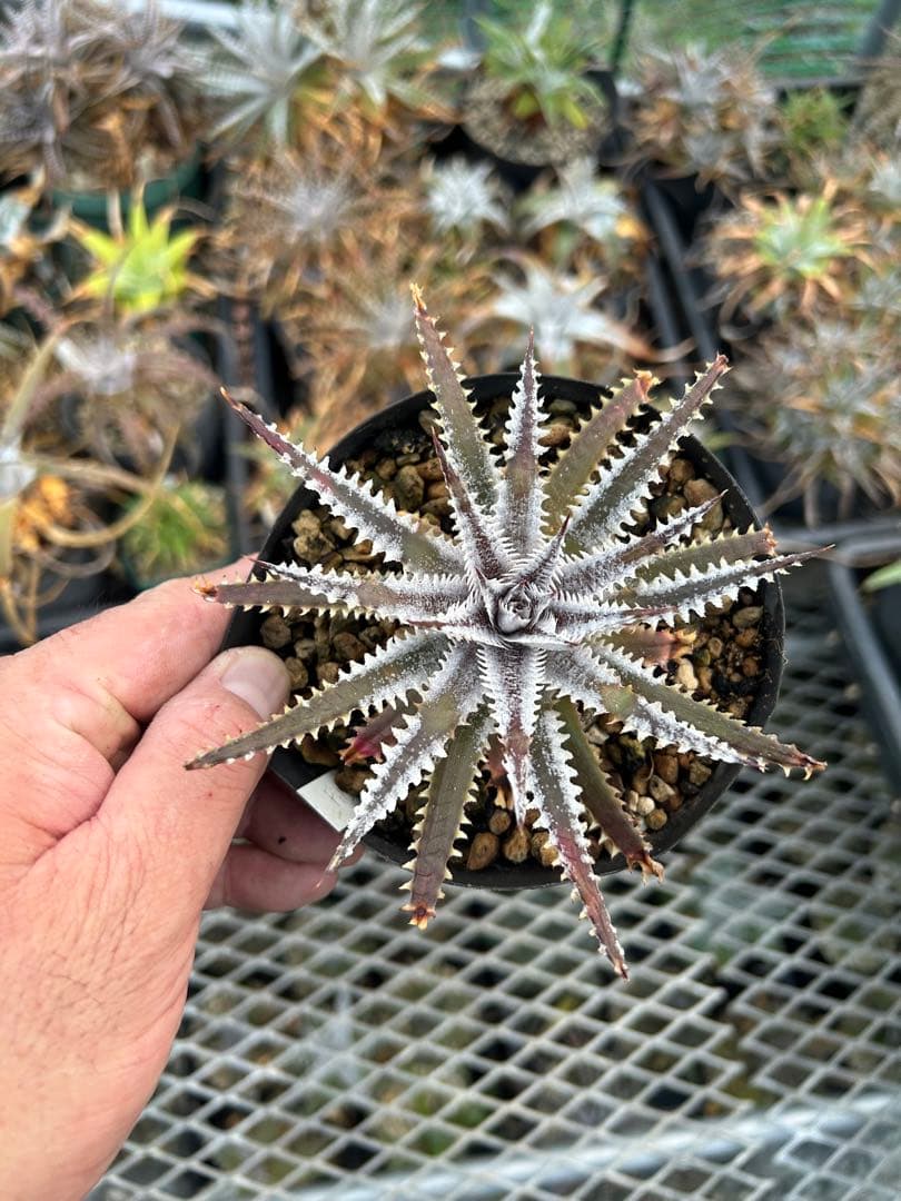 メガレア ビルベイカー ディッキア Dyckia First Cousin ⑴
