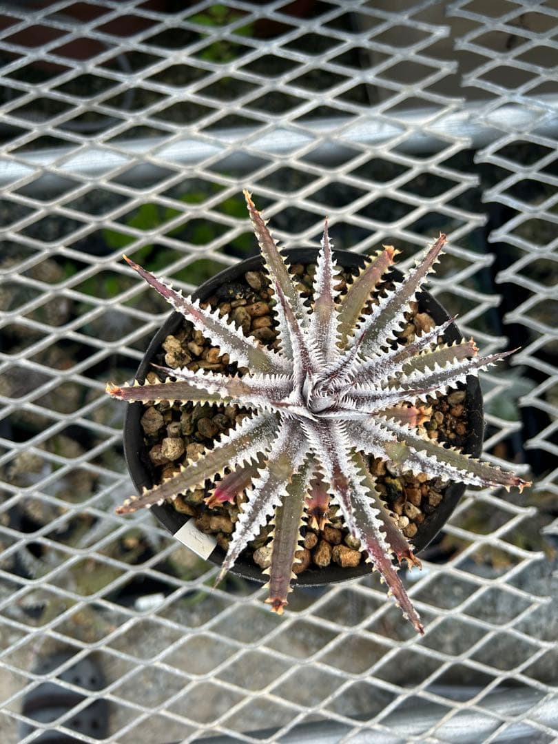 メガレア ビルベイカー ディッキア Dyckia First Cousin ⑴