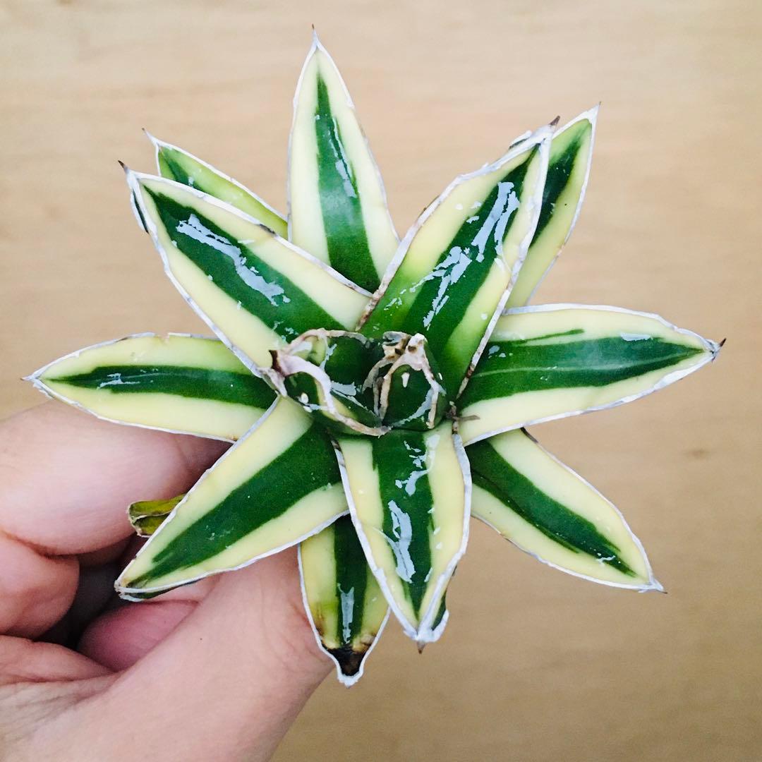 【稀少】9 笹の雪錦 クリーム覆輪斑 短葉 TC株 アガベ ビクトリアレジーナ