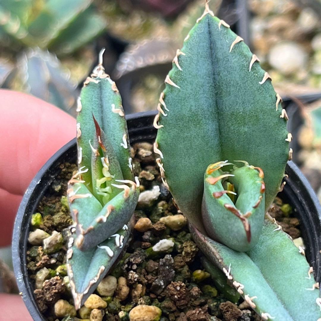 Joh_Work_Plants　アガベ