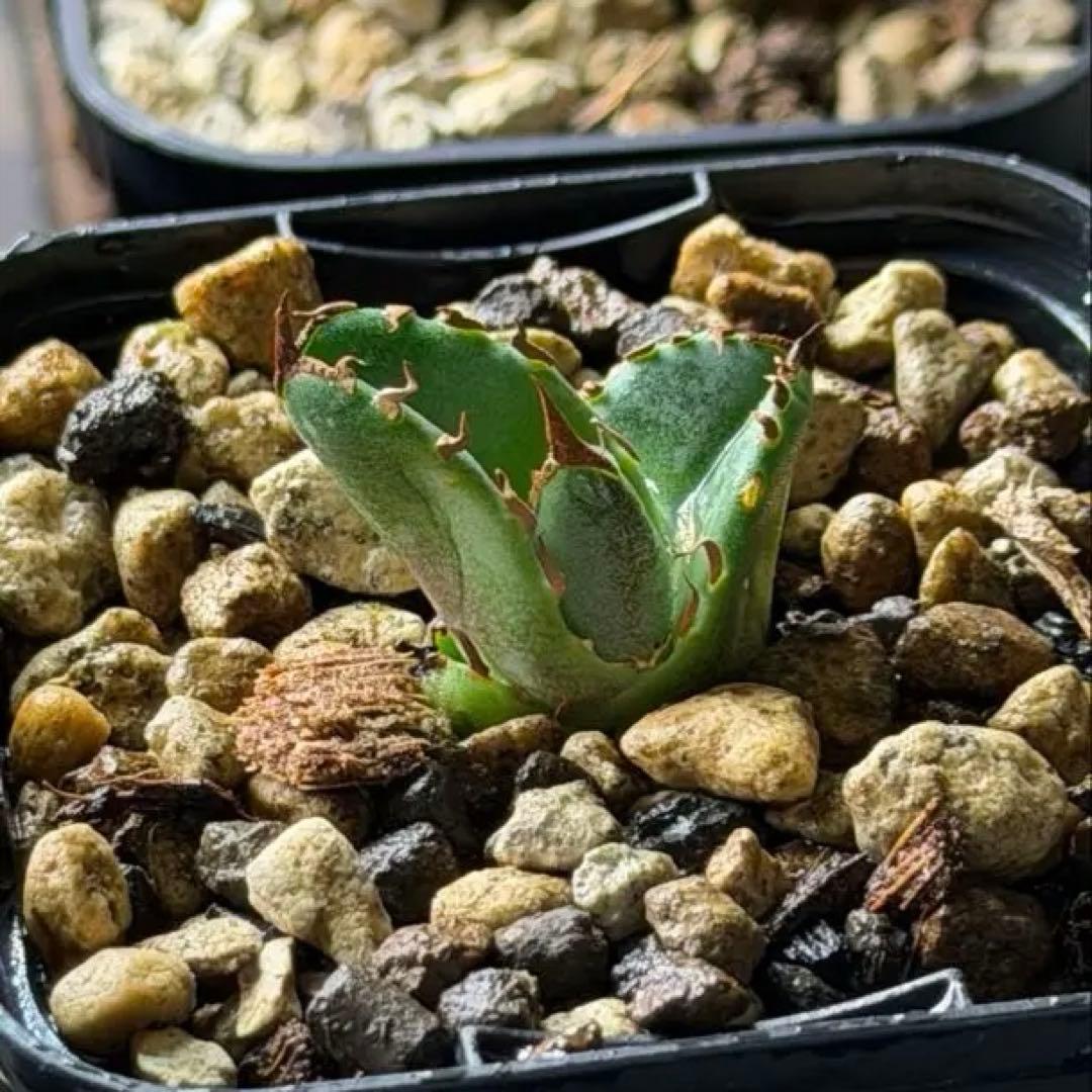 CG アガベトリケラトプスTriceratops 子株 (発根済み)