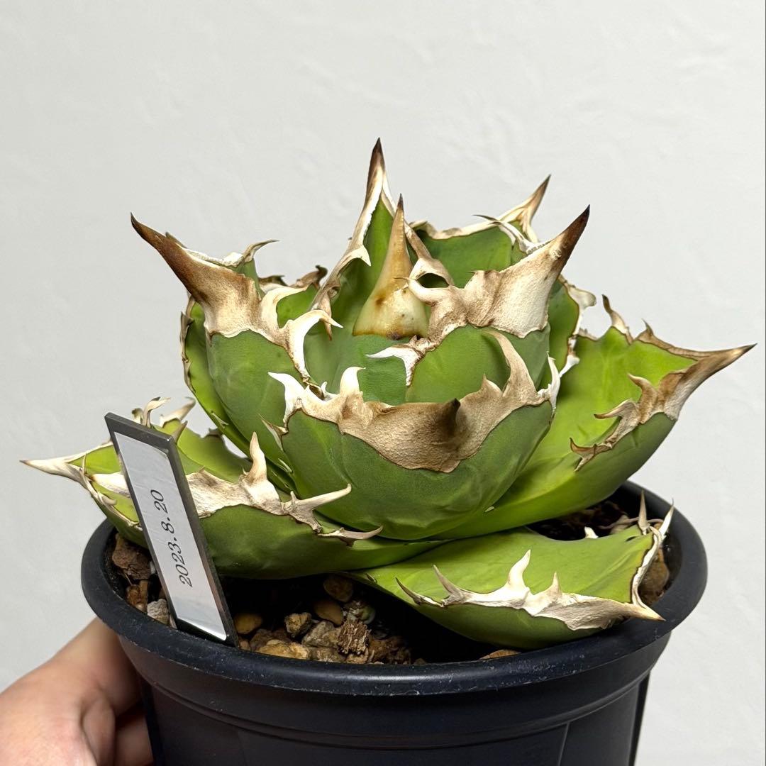 CG アガベトリケラトプスTriceratops 子株 (発根済み)